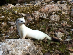 Click to view the short-tailed weasel or ermine. Short-tailed weasels, also known in winter as ermine, have a long, slender body shape that allows them to invade subnivean tunnels to prey upon smaller mammals.