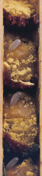Click for larger picture, Blue Orchard Bee Larvae courtesy and copyright Jim Cane