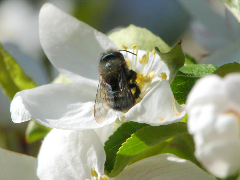 Click for larger picture, Blue Orchard Bee courtesy and copyright Jim Cane