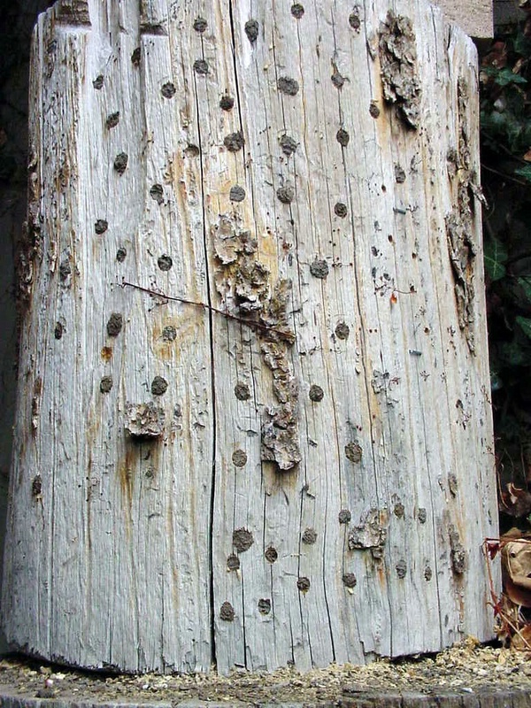 Click for larger picture, A colonized log courtesy and copyright Jim Cane