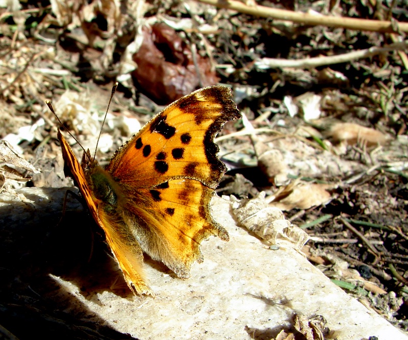 Click for larger picture, Satyr Anglewing butterfly courtesy and copyright 2010 Jim Cane