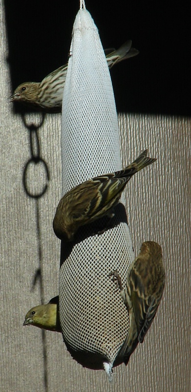 Pine Siskins and a Goldfinch feed on thistle from a sock feeder. Photo Courtesy and Copyright 2008 Jim Cane