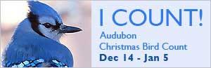 Click to view National Audubon Christmas Bird Count page, Image courtesy National Audubon, audubon.org