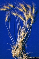 Medusahead Rye Plant, Click to view a more information about Medusahead rye, Courtesy and Copyright Steve Dewey