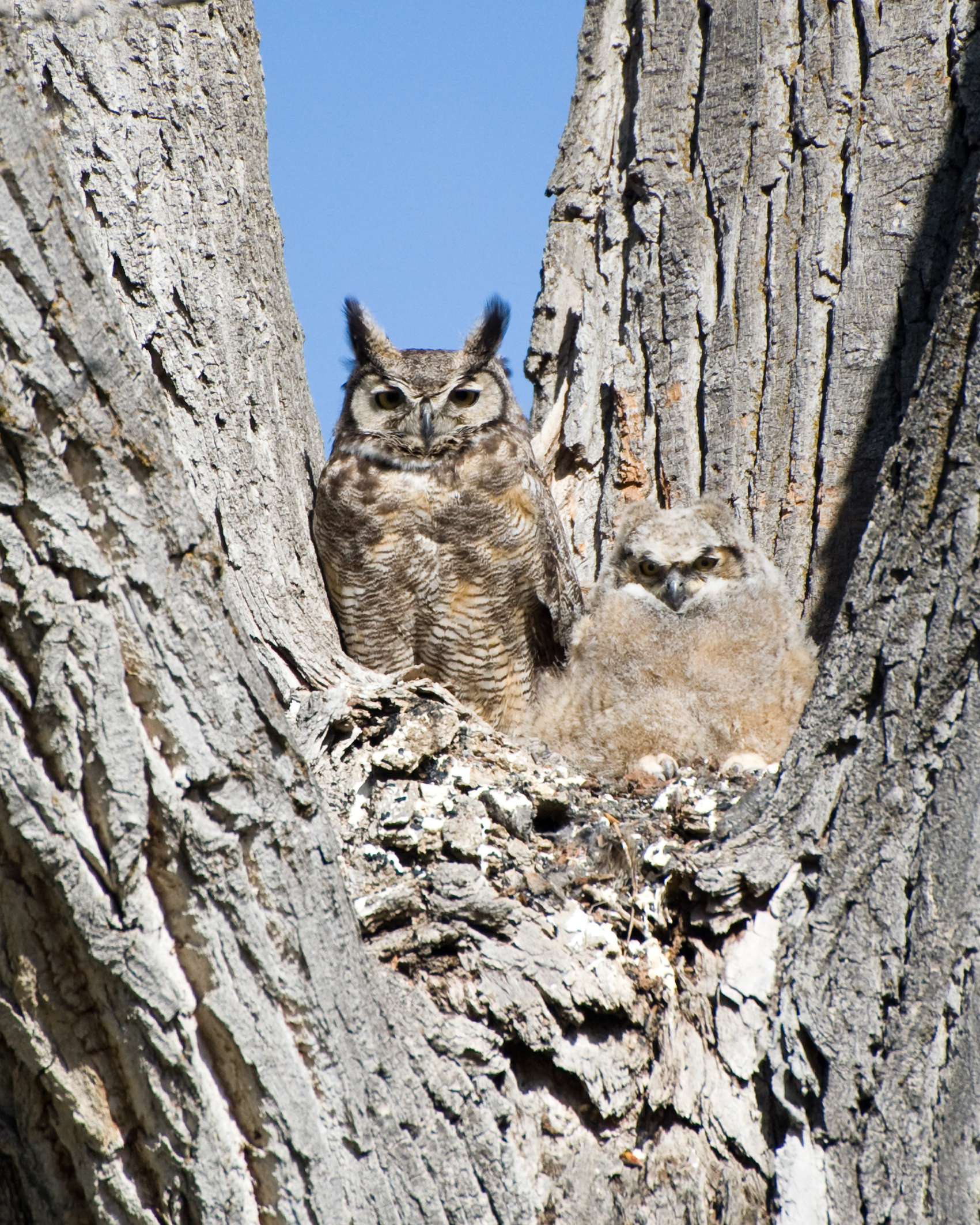 Great Horned Owl and Chick, Courtesy US FWS Digital Library, George Gentry Photographer