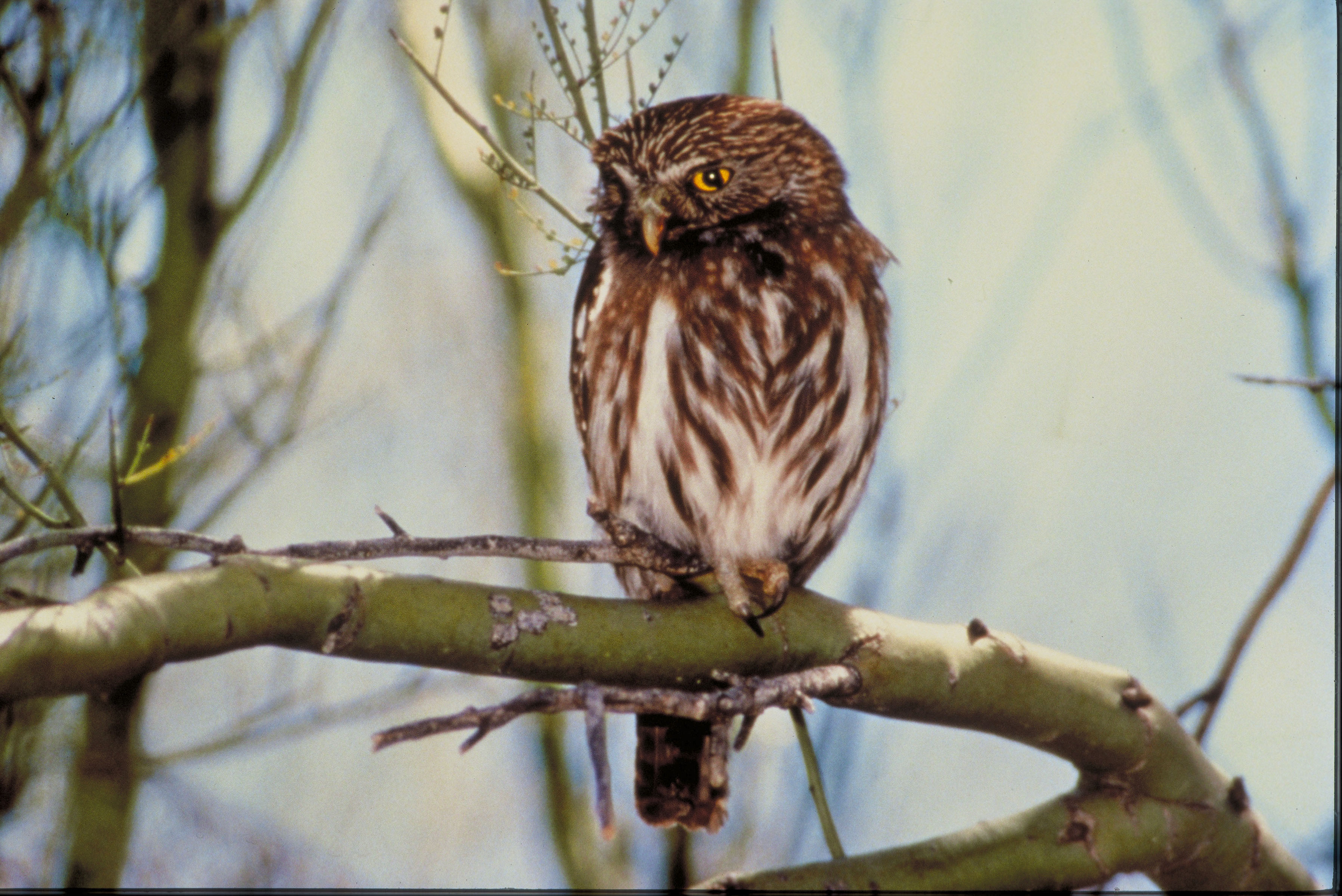 Pygmy Owl, Courtesy US FWS Digital Library, Bob Miles Photographer