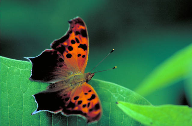 Click for larger picture, Question Mark butterfly courtesy US FWS Digital Library, Photo by Dr. Thomas G. Barnes