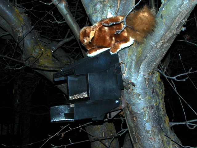 Click to view larger image of a hopper feeder with squirrel, Photo Courtesy and Copyright 2008 Jim Cane
