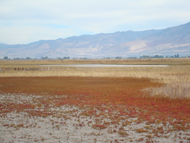 Click for a closer view of Pickleweed in Cache Valley, Courtesy and Copyright 2010 Linda Kervin