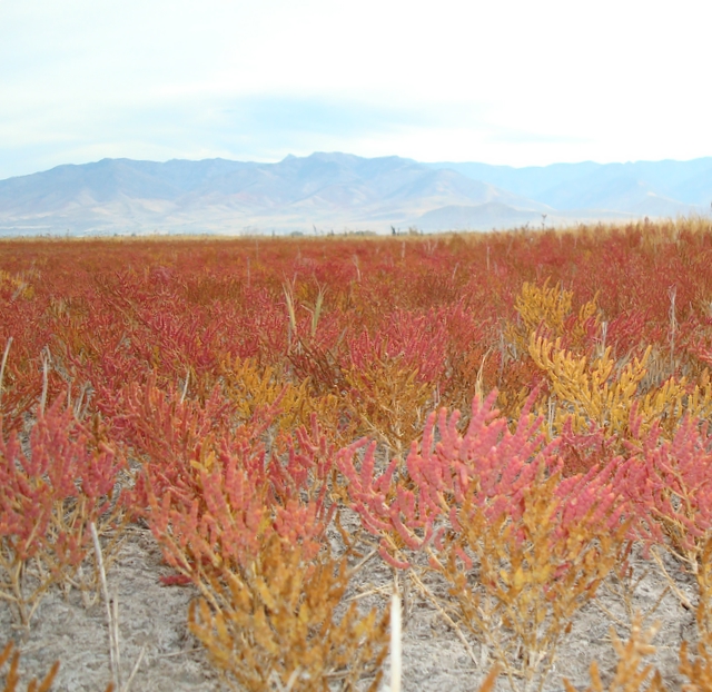Click for a closer view of Pickleweed in Cache Valley, Courtesy and Copyright 2010 Linda Kervin