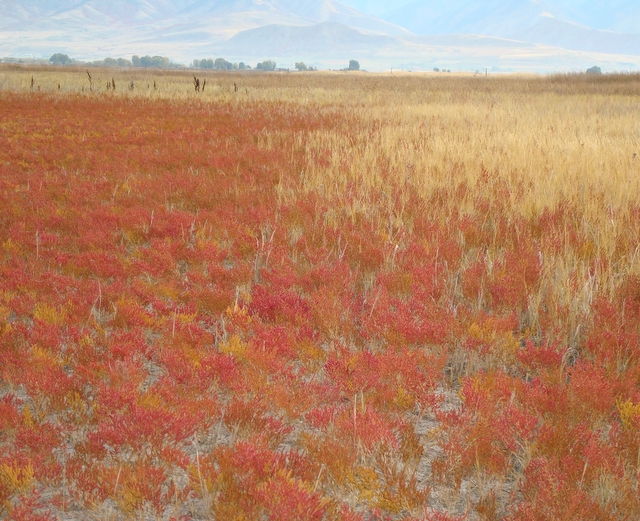 Click for a closer view of Pickleweed in Cache Valley, Courtesy and Copyright 2010 Linda Kervin