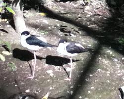 Black-Necked Stilt at Tracey Aviary, Salt Lake City, UT. Copyright 2011 Holly Strand