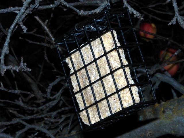 Click to view larger image of a suet feeder, Photo Courtesy and Copyright 2008 Jim Cane
