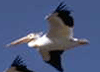 bird image