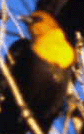 bird image