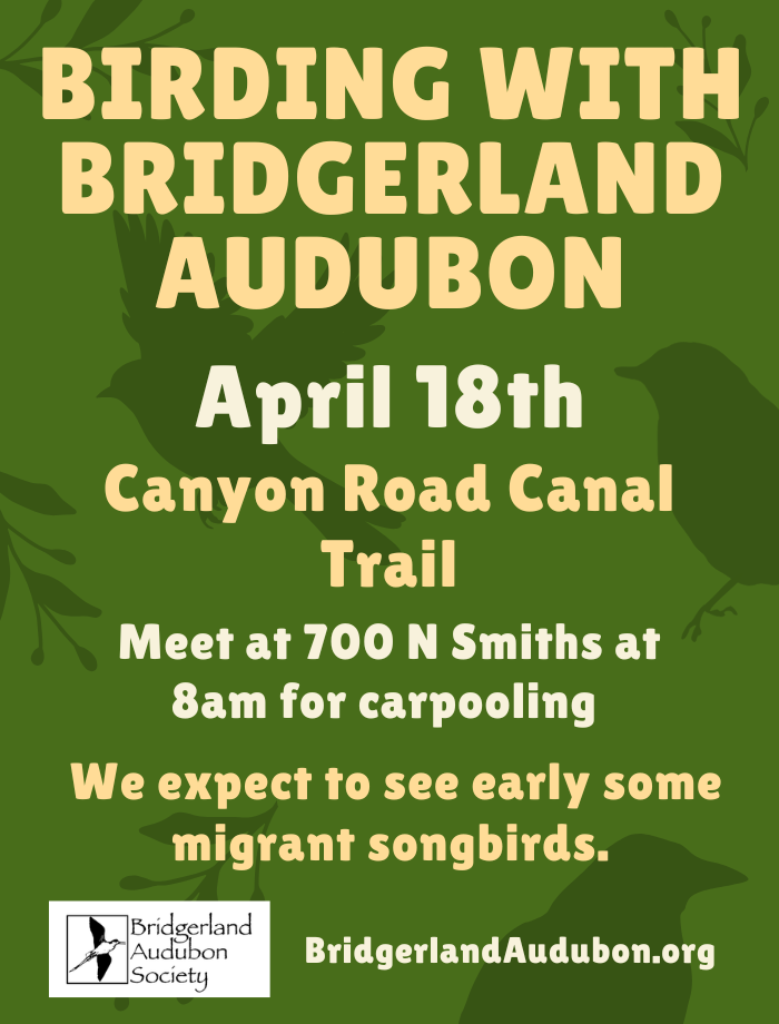 Click for more details in a new tab or window Birding with Bridgerland Audubon--Canyon Road Canal Trail, We expect to see various early migrant species. Chickadees and kinglets are almost guaranteed. Meet at 700 N Smiths Parking Lot, 8 am for carpooling