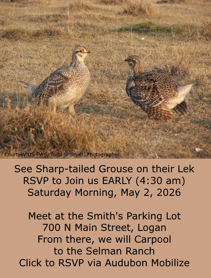 Click for more details in a new tab or window May 2 Sharp-tailed Grouse Lek