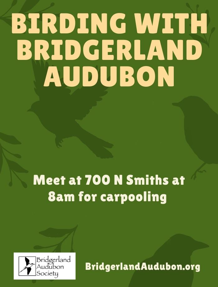 Click for more details May 16, Birding with Bridgerland Audubon at the Amalga Barrens