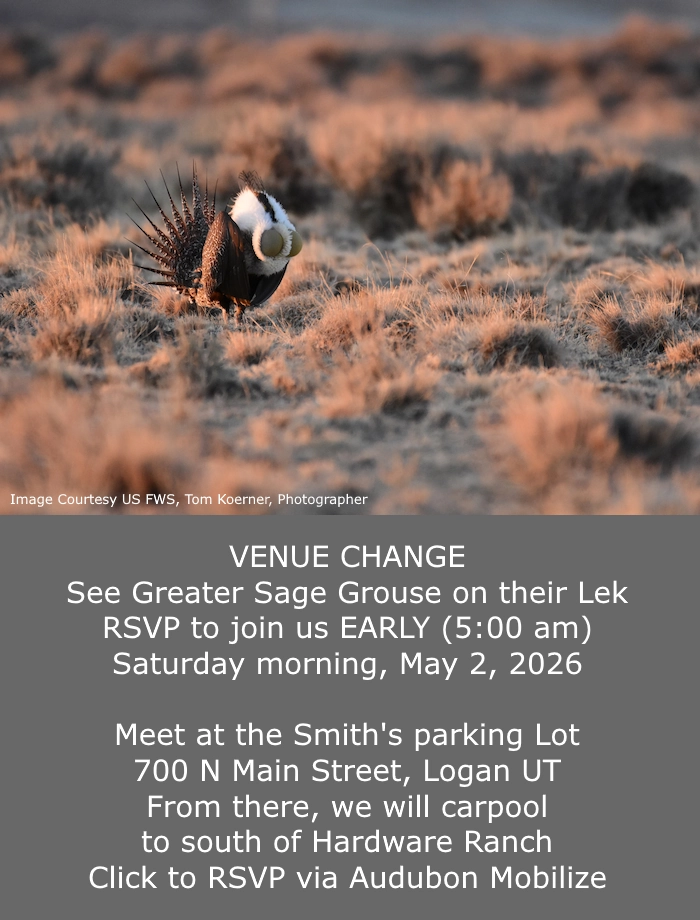 Click for more details in a new tab or window May 2 Greater Sage Grouse Lek Meet 5:00 am at Smith's Parking Lot, 700 N Main St, Logan, Image Courtesy US FWS, Tom Koerner, Photographer