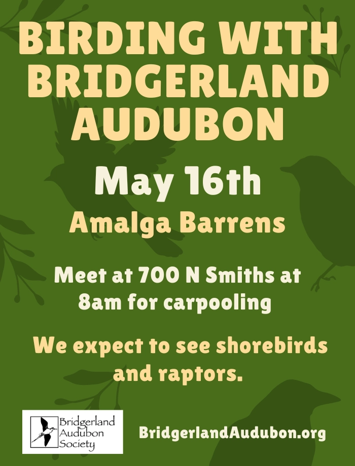 Click for more details May 16, Birding with Bridgerland Audubon at the Amalga Barrens