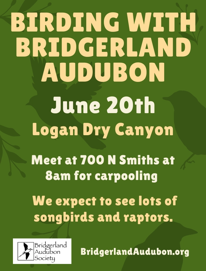 Click for more information in a new tab or window June 20, Birding with Bridgerland Audubon--Logan Dry Canyon